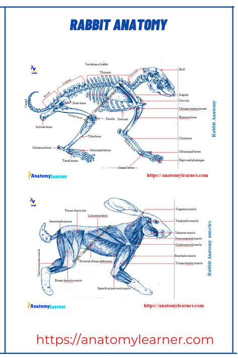 rabbit anatomy skeleton Bunny Anatomy, Veterinary Study, Rabbit Anatomy, Rabbit Skeleton, Internal Anatomy, Anatomy Skeleton, Veterinary Anatomy, Skeleton Muscles, Monster Sketch