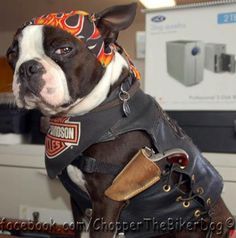 Chopper the Biker Dog (he's an awesome therapy dog. Visit his Facebook page!) Puppy Crafts, Biker Dog, Boston Terrier Love, Puppy Face, Boston Terrier Dog, In Sign, Therapy Dogs, Sweet Animals, Big Dogs