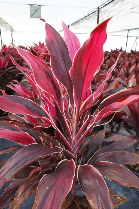 Cordyline 'Gold Edge Red Sister' Cordyline Plants, Hawaiian Ti Plant, Plant Home Office, Ti Plant, Plant Home, Downtown Orlando, Historic Downtown, Rare Beauty, Foliage Plants