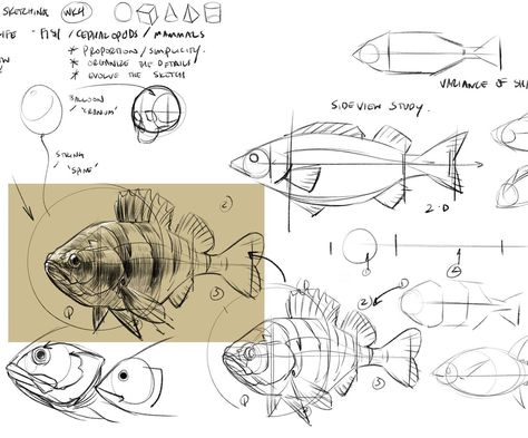 Peter Han, Fish Anatomy, Scientific Drawing, Illustration Journal, Line Sketch, Animal Study, Drawing Studies, Sketches Tutorial, Game Concept Art