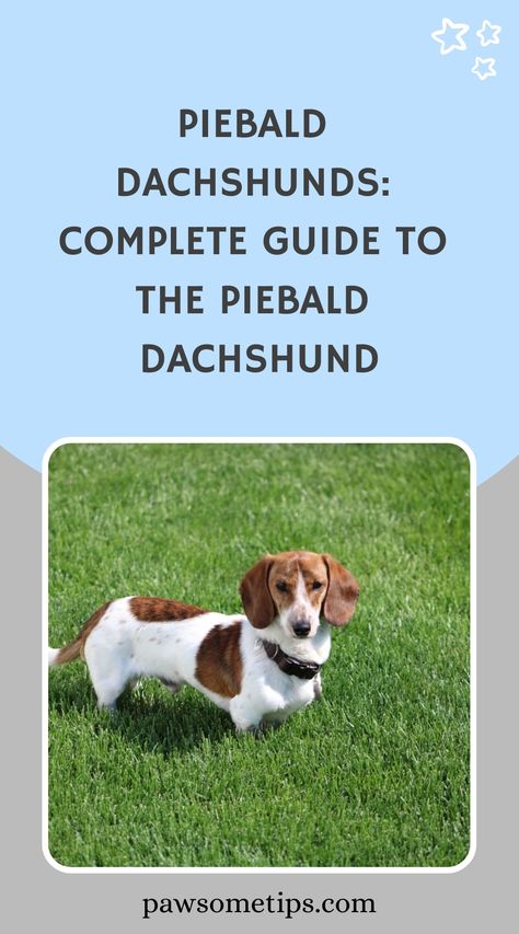 Discover the unique charm of piebald dachshunds in our insightful article. Uncover what sets these lovable pups apart and learn more about the fascinating world of piebald canines. Explore their distinctive characteristics and find out what makes them truly special. Siberian Husky Training, Husky Training, Cat Breeds Ragdoll, Best Small Dog Breeds, Piebald Dachshund, Loyal Dog Breeds, Dog Clippers, Dog Breeds Medium, Jack Russells