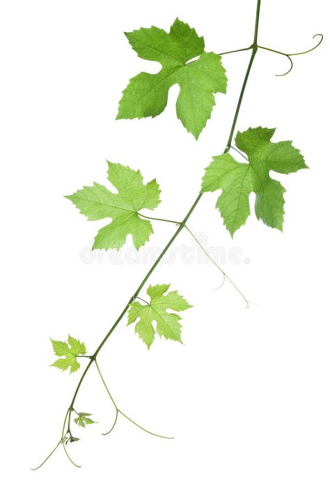 Grape-leaves. Backdrop of grape or vine leaves isolated on white background.Plea , #AFF, #Backdrop, #grape, #Grape, #leaves, #vine #ad Grape Drawing, Bee Hives Boxes, Wine Leaves, Wine Bottle Label Design, Oil Painting Inspiration, Vine Tattoos, Vine Leaves, Leaf Drawing, Flower Art Images