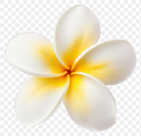 Flowers Png Hd, Frangipani Flower, Shivaji Maharaj Hd Wallpaper, Png Flower, Shivaji Maharaj, Blue Background Images, Aerial View, Blue Background, Hibiscus