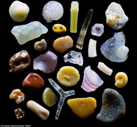 These are photos of grains of sand, magnified by Dr Gary Greenberg | It's Nice That Sand Under Microscope, Microscopic Photography, Tim Walker, Grain Of Sand, Things Under A Microscope, Yahoo News, Rare Photos, Bbc News, Lalique