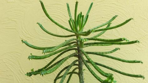 Mother of Millions via @plantophiles Plant Structure, Garden Flower Beds, Invasive Species, Liquid Fertilizer, House Plant Care, Growing Indoors, Enjoying The Sun, Drought Tolerant, Flower Beds