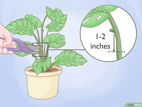 Propagate Swiss Cheese Plant, Swiss Cheese Plant Propagation, Swiss Cheese Plant Trellis, Plant In Water, Houseplant Ideas, Plants Outside, Air Layering, Swiss Cheese Plant, Cheese Plant