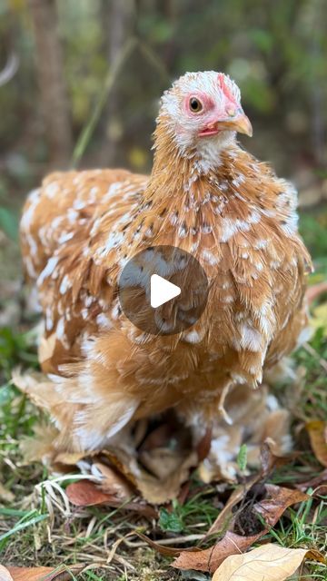 Nikki Husted on Instagram: "Love my little Cochin bantams! I might need every color 🤔 Do you have any?! Mine are from @meyer_hatchery 

#chickens #purelychickens #chickenkeeping #cochins #cochinbantam #cochinbantams" Cochin Chickens Colors, Cochin Chickens, Chicken Coloring, Bantam Chickens, On Instagram, Instagram, Color