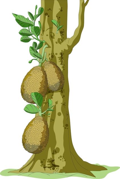 Tree Line Drawing, Jackfruit Tree, Tree Vector Illustration, Christmas Tree Coloring Page, Tree Vector, Computer Basic, Science Projects For Kids, Tree Images, Leaf Drawing