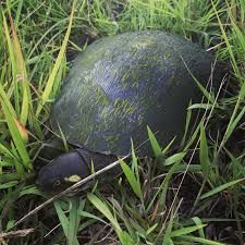 The Mary River Turtle Is Famous For Its Punk Rock Flair - Indie88 River Turtle, Freshwater Turtles, World Turtle Day, Turtle Day, Big Turtle, Invasive Plants, Baby Turtles, Hair Images, Green Hair