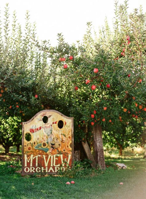 Our History — Mt View Orchards Fall Color Pallet, Fall Wedding Style, Fall Wedding Ideas, Fall Wedding Color Palette, Orchard Wedding, Outdoor Fall Wedding, Wedding Themes Fall, Hood River, Pacific Nw