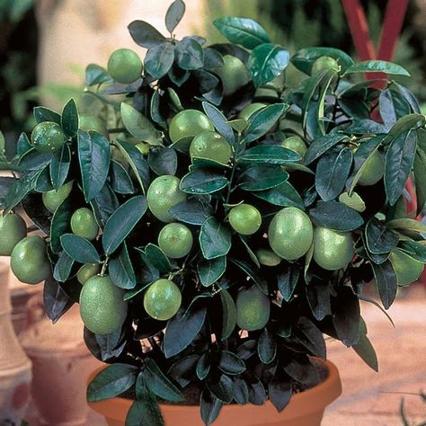 Citrus in Virginia? You bet! – gettin' fresh! Key Lime Tree, Key Limes, Citrus Tree, Meyer Lemon Tree, Lemon Seeds, Fruit Orange, Indoor Trees, Lime Tree, Growing Grapes