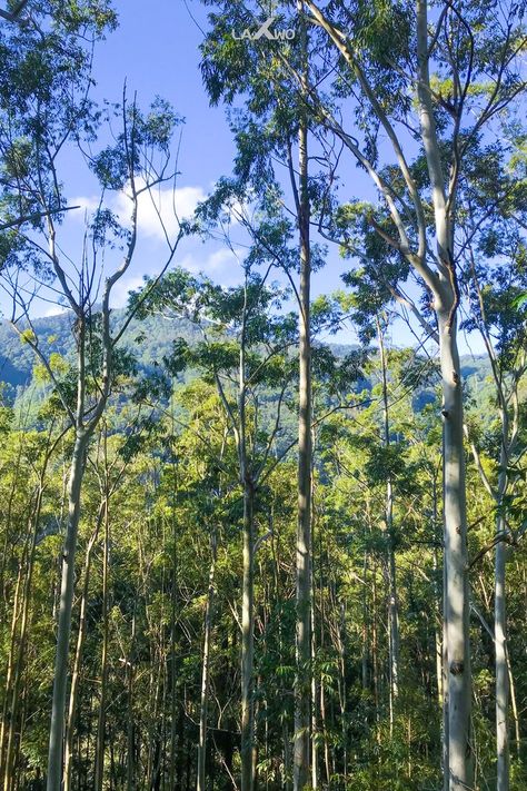 Nature Beauti of Wet Montane Forest Horton Plains Sri Lanka Montane Forests, Forest Environment Photography, Sundarbans Forest Photography, Sinharaja Rain Forest, Temperate Deciduous Forest, Pichavaram Mangrove Forest Photography, Galaxy Wallpaper Iphone, Timber Wolf, Red Deer