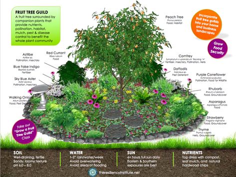 Planting Around Fruit Trees, Fruit Trees In Raised Garden Beds, Companion Fruit Trees, Fruit Trees In Landscape Design, Companion Planting Apple Trees, Vegetable Garden With Fruit Trees, Permaculture Fruit Tree Guild, Apple Guild Permaculture, Food Forest Inspiration