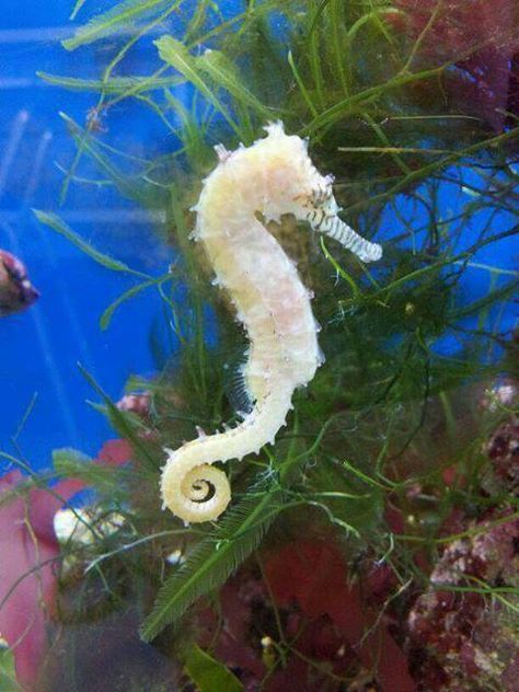 Albinos Seahorse Facts, See Horse, Sea Dragons, Tattoo Nature, Animals Tattoo, Nano Aquarium, Sea Horses, Albino Animals, Beautiful Sea Creatures