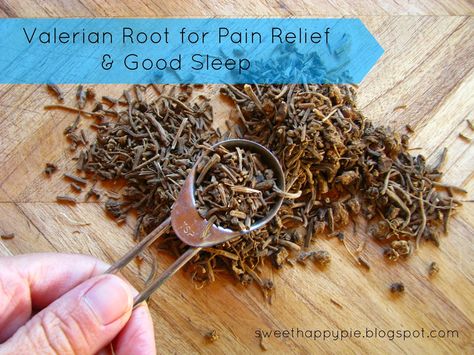 Natural Pain Killers, Herbal Education, Edible Wild Plants, Healing Garden, Healing Recipes, Herbs Plants, Make Tea, Herbal Apothecary, Valerian Root