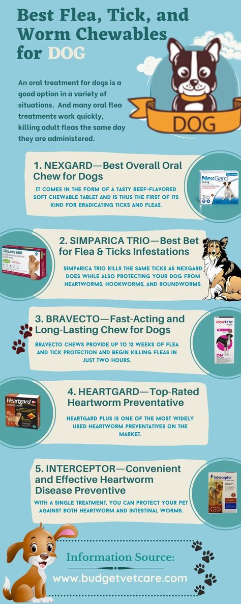 Kill Fleas On Dogs Instantly, Heart Worms In Dogs, Kill Fleas On Dogs, Dog Flea Remedies, Flea Remedies, Worms In Dogs, Dog Spray, Dog Health Care, Dog Skin