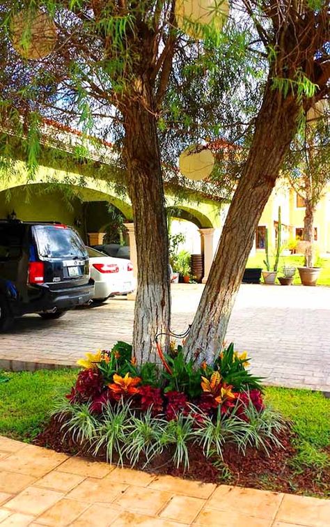 Landscaping Around Trees, Florida Landscaping, Patio Flowers, Tropical Garden Design, Front Garden Design, Front Yard Garden, Tropical Landscaping, Front Yard Landscaping Design, Garden Trees