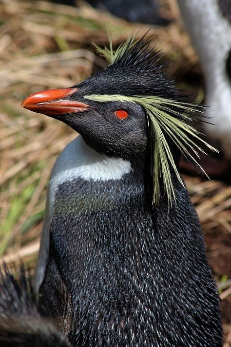 Antarctic Animals, Rockhopper Penguin, Handsome Devil, Little Birds, Large Animals, Jungle Animals, The Birds, Sea Animals, Bird Feathers