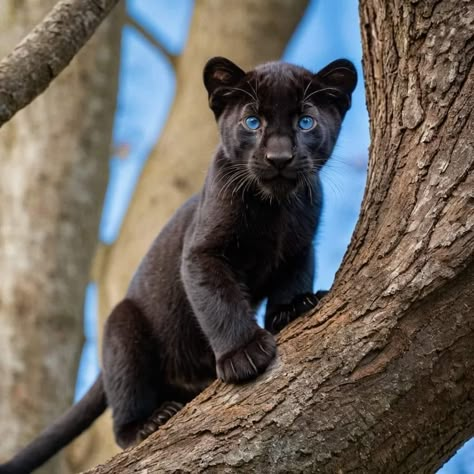 Pumas Animal, Black Panther Animal, Baby Panther, Black Panther Cat, Panther Pictures, Big Cats Photography, Panther Cat, Cutee Animals, Clydesdale Horses