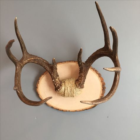 Antler Mounts Ideas, Antler Mount Decor, Mounting Antlers Diy, Diy Deer Antler Mount, Deer Skull Cap Mount Ideas, Mounting Deer Antlers Diy, Deer Antler Mount Ideas, Deer Antler Plaque Ideas, Antler Mount Ideas