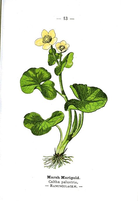 Marsh Marigold, Vintage Printable, Botanical Flowers, Be Free, Public Domain, Herbs, Plants, Flowers