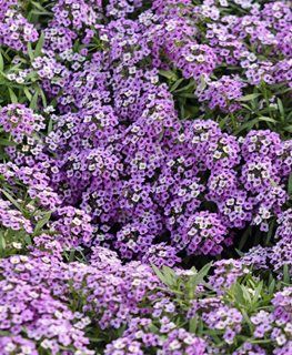 Alyssum – How to Plant & Care for Sweet Alyssum Flowers | Garden Design Alyssum Flowers, Sweet Alyssum, Scented Flowers, Grow Flowers, 10 October, Fragrant Garden, Garden Hacks, Companion Plants, Gardening Plants