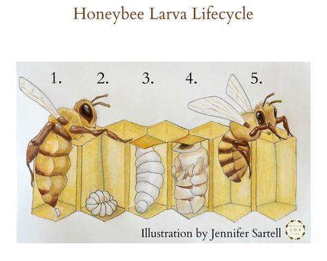 The Life Cycle of a Baby Bee Keeping Backyard Bees Bee Life Cycle, Animal Activities For Kids, Backyard Bee, Bee Activities, Bee Classroom, Folk Art Decor, Concrete Crafts, Garden Art Sculptures Diy, Animal Activities