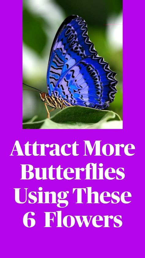 Ranch Landscaping, Monarch Butterfly Garden, Backyard Birds Sanctuary, Butterfly Feeder, Butterfly Garden Plants, Plants That Attract Butterflies, Butterfly Garden Design, Butterfly Habitat, Hummingbird Plants