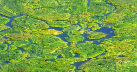 Freshwater Clams, Pond Algae, Nature Tank, Pond Cleaning, Pond Filters, Natural Pond, Pond Life, Floating Plants, Water Lilly