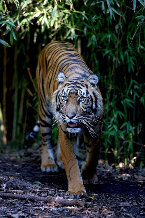 HELP SAVE THE ENDANGERED MALAYAN TIGERS! Tell Malaysia Ministry of Natural Resources & Environment: STOP LOGGING in the Rainforest! The Belum-Temengor Forest Complex is one of the last refuges for amazing, yet highly threatened wildlife, such as the Malayan tiger, Asian elephant, & Sunda pangolin. PLZ Sign & Share! Sunda Pangolin, African Rainforest, Tiger Species, Malayan Tiger, Melbourne Zoo, Endangered Plants, Sand Cat, Tiger Love, Space Animals