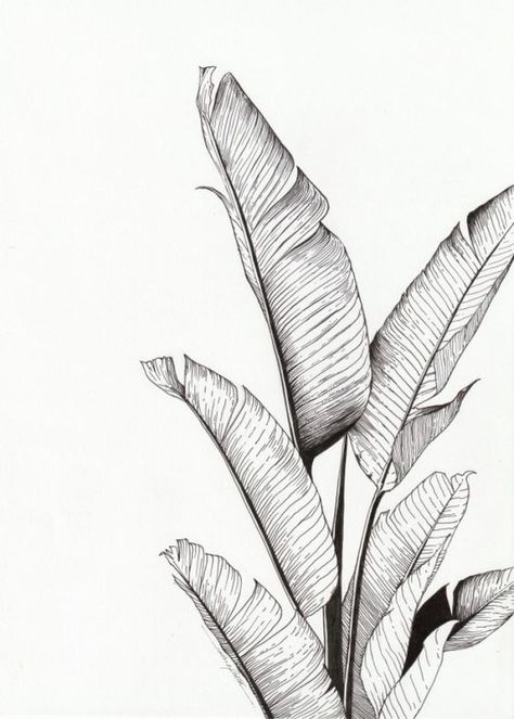 Banana Plant Tattoo, Banana Leaves Tattoo, Tropical Plants Drawing, Plants Tattoo Design, Plant Drawing Ideas, Plants Line Art, Plants Drawings, Modele Zentangle, Botanical Tattoo Design