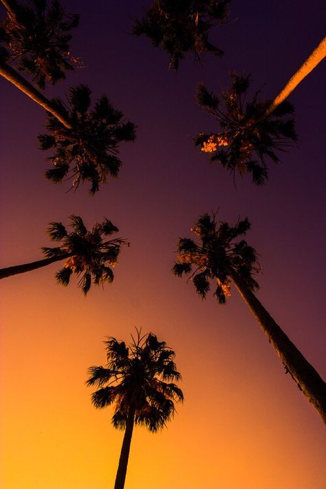 tumblr n7j6pk3n1a1sfku6po1 500 Palm Trees Wallpaper, Palm Tree Sunset, Cool Backgrounds Wallpapers, Tropical Wallpaper, Sunset Wallpaper, Nature Wallpaper, Mobile Wallpaper, Palm Trees, Beautiful Nature