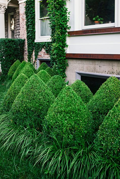 Gardening Trends, Decorating Advice, Topiary Trees, Backyard Farming, Small Space Diy, Garden Pests, Decorating Small Spaces, Edible Garden, Trees And Shrubs