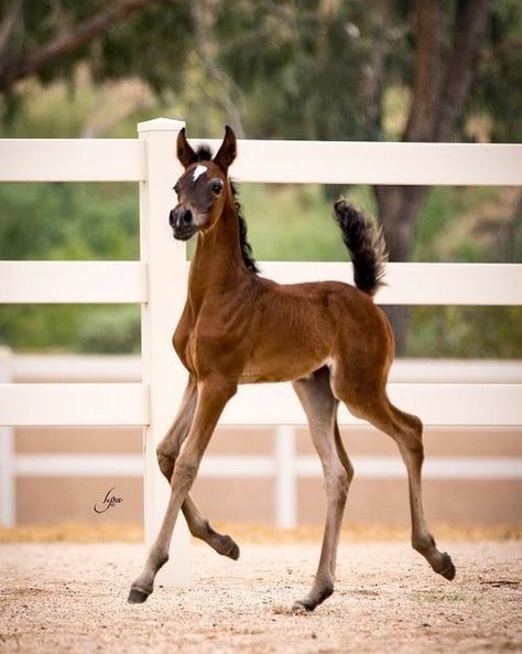 Horse Markings, Horse Show Clothes, Barrel Racing Horses, Horse Inspiration, Types Of Horses, Baby Horses, Majestic Horse, Miniature Horse, All The Pretty Horses