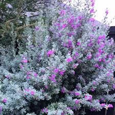 Sage Bush Shrubs, South Texas Landscaping, Evergreen Trees For Privacy, Sage Bush, Texas Sage, Texas Landscaping, Yard Flowers, Butterfly Garden Plants, Texas Plants