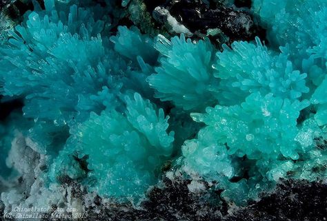 Chrysocolla | Flickr - Photo Sharing! Elba Island, Geology Rocks, Pretty Rocks, Blue Coral, Beautiful Rocks, Italy Photo, Mineral Stone, Minerals And Gemstones, Rocks And Gems