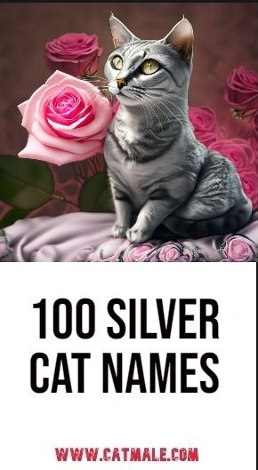 100 Silver Cat Names Cat Names For White Cats, Gray Cat Names, Cat Names For Grey Cats, Female Cat Names Unique, Fall Names For Cats, Male Cats Name, Grey Cat Names, Tabby Cat Names, Silver Tabby Cat