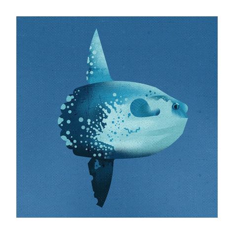 Dieter Braun Illustration, Sunfish Illustration, Ocean Sunfish, Animal Poses, Mola Mola, Phone Widget, Wildlife Illustration, Personal Illustration, But Is It Art