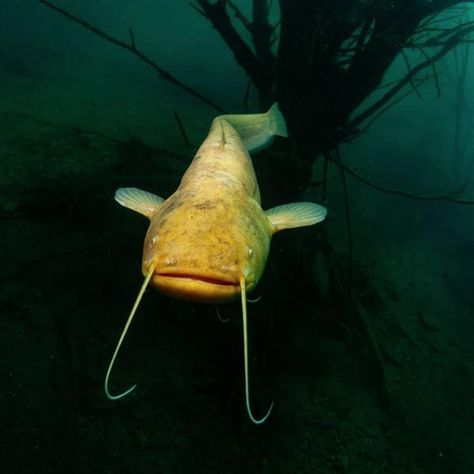 Rare albino wels catfish (Silurus glanis) Photographer: Martin Rejžek Wels Catfish, Channel Catfish, Wild Waters, Types Of Fish, Catfish, Animals Friends, Fish Pet, Fish, Photographer