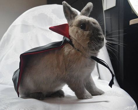 Pet Halloween Costume, Vampire Cape, Rabbit Halloween, Halloween Shoot, Bunny Stuff, Pet Halloween Costumes, Vampire Costume, Bunny Costume, Cute Pet