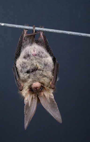 Brown long-eared bat Bat Hanging, Hanging Upside Down, Baby Bats, Cute Bat, Forest Creatures, Creatures Of The Night, Cute Creatures, Animals Friends, Upside Down