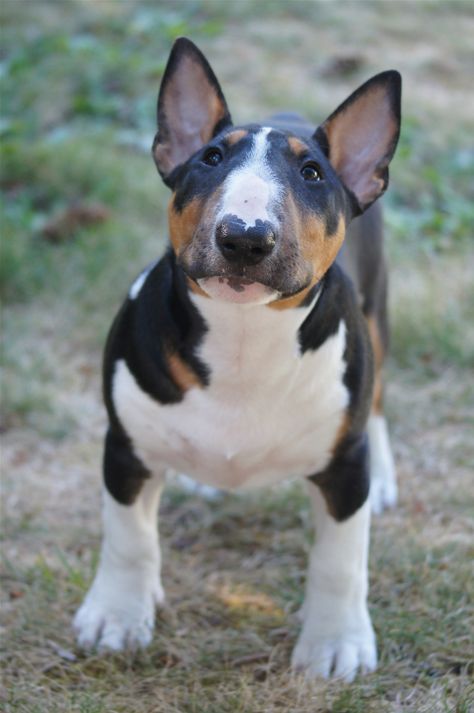 Tricolor Bully Mini Bull Terriers, Miniature Bull Terrier, Bull Terrier Puppy, English Bull Terriers, English Bull, Bull Terrier Dog, Bully Breeds, Best Dog Breeds, Sweet Dogs