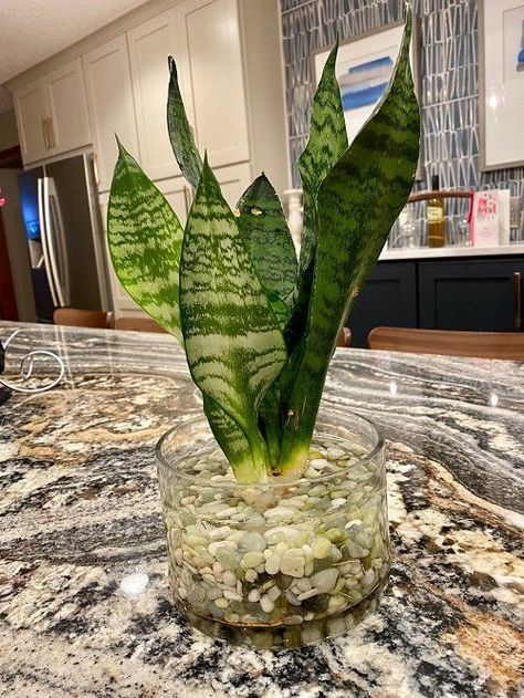 House Plants In Water, Mother In Law Plant, Snake Plant Indoor, Plants Grown In Water, Plant Centerpieces, Plant In Glass, Plants In Jars, Vase Ideas, Garden Tables