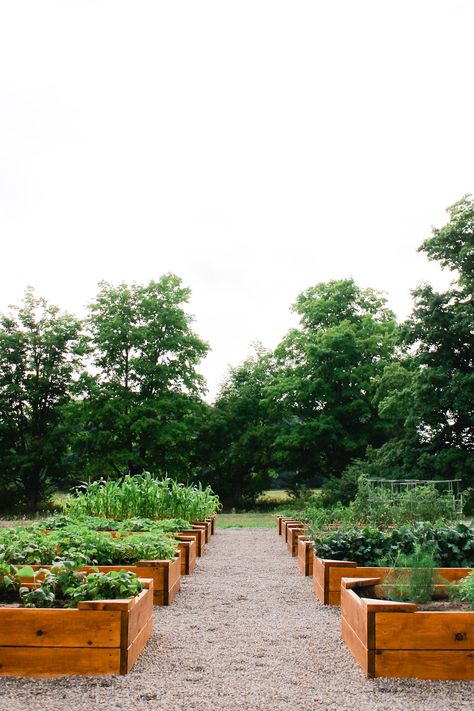 Raised Veggie Gardens, Large Raised Garden Beds, Spring Vegetable Garden, Raised Vegetable Gardens, Spring Planting, My First Year, Veg Garden, Home Vegetable Garden, Vegetable Garden Design