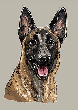 nature,ink,breed,pencil,posters,purebred,dog,gray,pedigree,realistic,drawn,color,on,of,graphic,canine,fashion,background,illustration,vector,view,cute,sticker,shepherd,vintage,face,for,friend,poster,embroidery,animal,front,postcard,pet,art,tattoo,portrait,belgian,domestic,decoration,mammal,puppy,drawing,print,malinois,eye,design,curiosity,pen,sketch,t-shirt,isolated,adorable,head,hand,doggy,postcards,stickers Belgian Malinois Illustration, Belgian Malinois Drawing, Dog Head Drawing, Friend Poster, Berger Malinois, Belgium Malinois, Head Sketch, Vintage Face, Tattoo Portrait