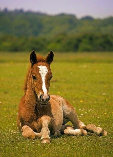 Kittens White, Horses Funny, Cats Humor, Kitty Funny, Funny Kitties, Regnul Animal, Mini Horses, Animals Adorable, Horse Facts