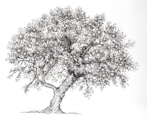 Tree Botanical Illustration, Apple Tree Drawing, Lizzie Harper, Tree Line Drawing, Pen And Ink Illustrations, Tree Drawing Simple, Drawing Apple, Sky Art Painting, Tree Textures