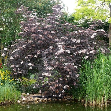 Sambucus Black Lace, Sambucus Nigra Black Lace, Pond Inspiration, Communal Garden, Sambucus Nigra, Plants For Shade, Large Bed, Pink Garden, Clay Soil