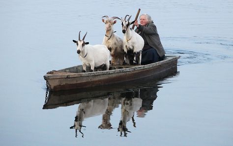 The wolf, the goat and the cabbage A Well Traveled Woman, Goat Farming, Baby Goats, On A Boat, Animals Friends, Range Rover, Animal Kingdom, Farm Animals, Pet Birds