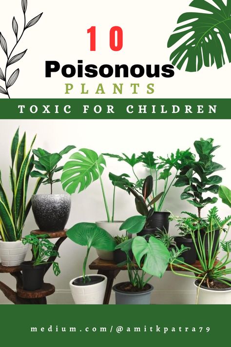 While Houseplants offer numerous benefits, it’s important to be aware of the potential dangers they can pose to children. By understanding which house plants are poisonous and taking appropriate precautions, you can create a safe environment for your kids.

#Inddorplants
#houseplants
#kids
#safetyforkids
#poisonous plants
#toxic plants
poisonous plants, toxic plants, poisonous flowering plants, poisonous plants and flowers, the poisonous flower Toxic Plants For Humans, Poisonous Flowers Aesthetic, Non Toxic Indoor Plants, Toxic Plants, Common House Plants, Rubber Tree Plant, Planting For Kids, Safe Environment, Poisonous Plants